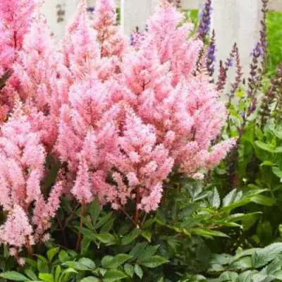 Астильба ЛУК ЭТ МИ японская в Солигорске