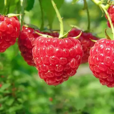 Малина ПРОСТО ПРЕЛЕСТЬ (СТОЛЕШНИК) в Солигорске