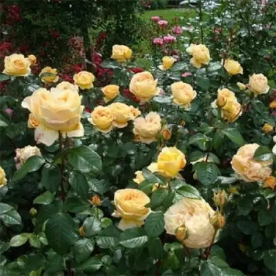 Роза КЕНДЛАЙТ чайно-гибридная в Солигорске