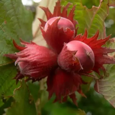 Фундук МОСКОВСКИЙ РУБИН в Солигорске