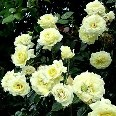 Роза ЭЛЬФ плетистая в Солигорске