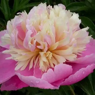 Пион ВЕСЕННЯЯ ПАЛИТРА травянистый в Солигорске