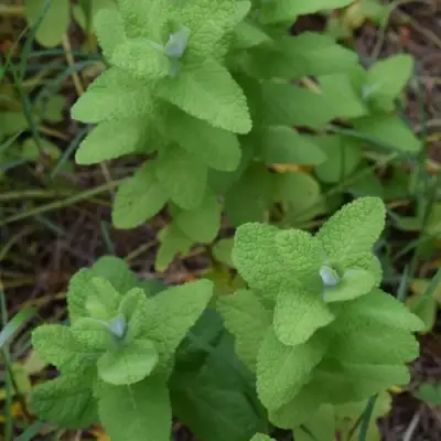 Мята АПФЕЛМИНЦЕ в Солигорске