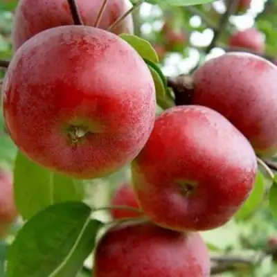 Яблоня АНТЕЙ в Солигорске