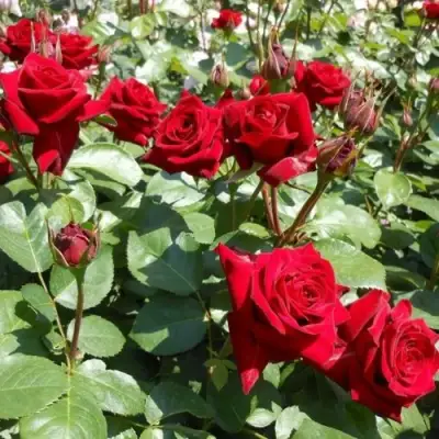 Роза ЭКСПЛОРЕР чайно-гибридная в Солигорске