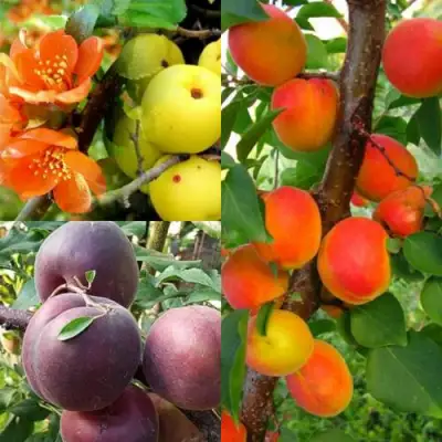 Комплект САД ДЛЯ ГУРМАНА в Солигорске