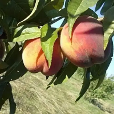 Персик СОФГАФЕН в Солигорске