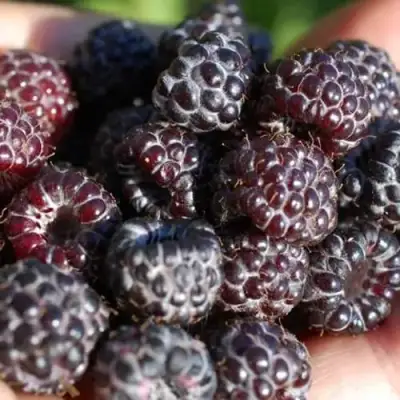 Малина БРИСТОЛЬ в Солигорске