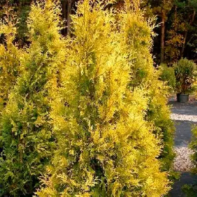 Туя ЕВРОПА ГОЛД западная в Солигорске