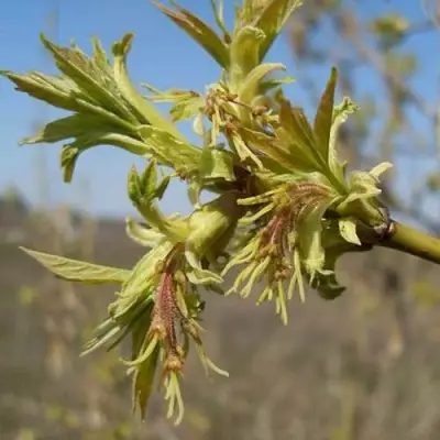 Клен ясенелистный в Солигорске