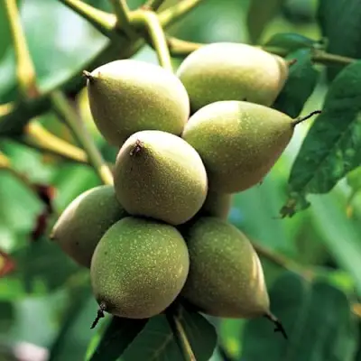 Орех МАНЬЧЖУРСКИЙ в Солигорске