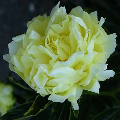 Пион ЗОЛОТАЯ КОЛЕСНИЦА травянистый в Солигорске