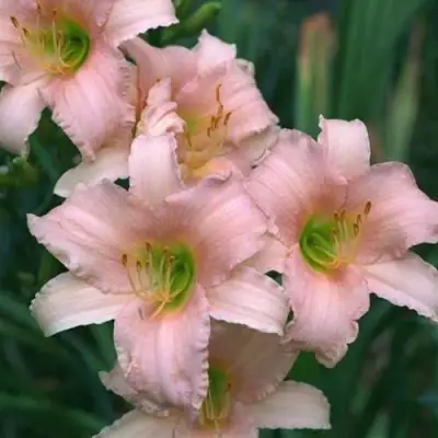 Лилейник ЛАКШЕРИ ЛЕЙС гибридный в Солигорске