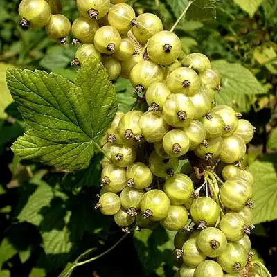 Смородина зеленоплодная СНЕЖНАЯ КОРОЛЕВА в Солигорске