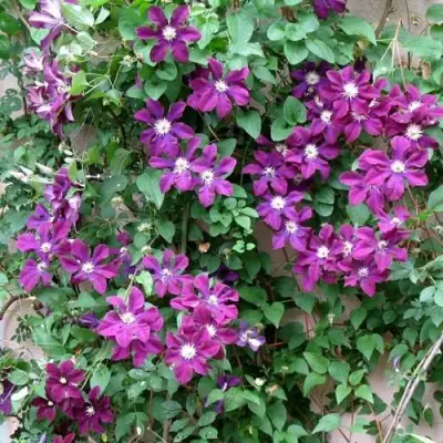 Клематис ГЕРОИ ВАРШАВЫ в Солигорске