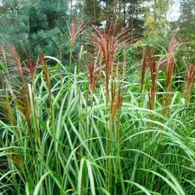 Мискантус МАЛЕПАРТУС китайский  в Солигорске