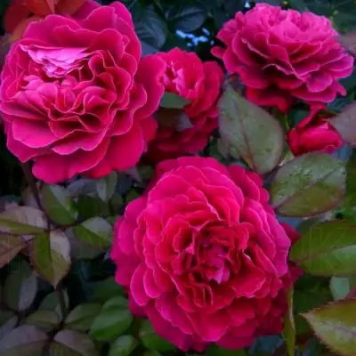 Роза БЕЛЬВЬЮ чайно-гибридная в Солигорске