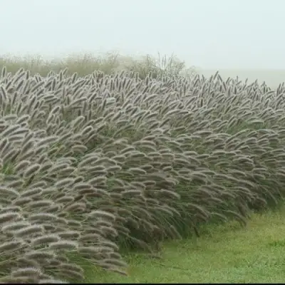 Пеннисетум ЛЕДИ Ю в Солигорске