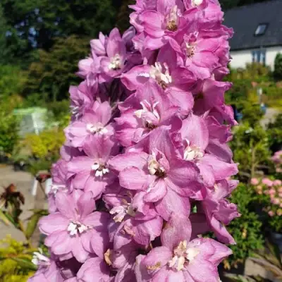 Дельфиниум АСТОЛАТ тихоокеанский в Солигорске