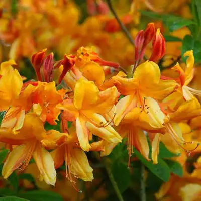 Азалия ОРАНЖ ХИТ листопадная в Солигорске