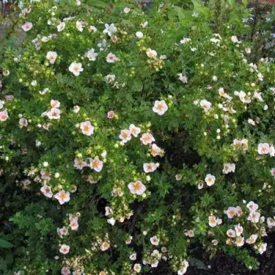 Лапчатка ПИНК КВИН кустарниковая в Солигорске