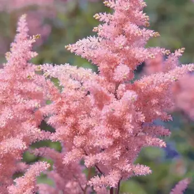 Астильба ГЛИТТЕР ЭНД ГЛАМУР китайская в Солигорске