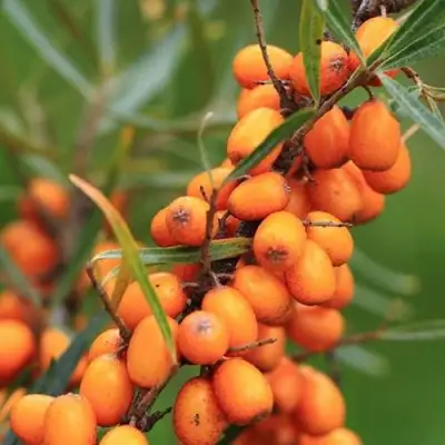 Облепиха АЛТАЙСКАЯ в Солигорске