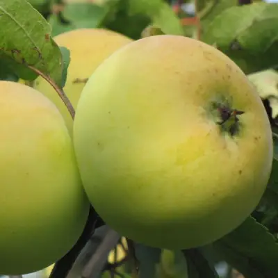 Яблоня РОССИЯНКА в Солигорске