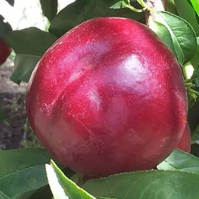 Нектарин ЭКСТРИМ БЬЮТИ в Солигорске