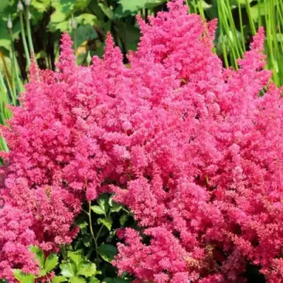 Астильба САННИ ДЕЙ гибридная в Солигорске