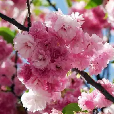 Сакура ПИНК ПЕРФЕКШН в Солигорске