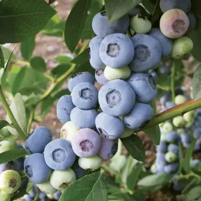 Голубика ЛИБЕРТИ в Солигорске