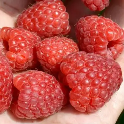 Малина ХЕРИТЕЙДЖ в Солигорске