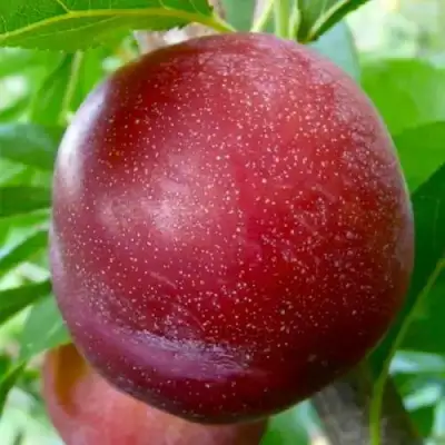 Слива БЕРБАНК ГИГАНТ в Солигорске