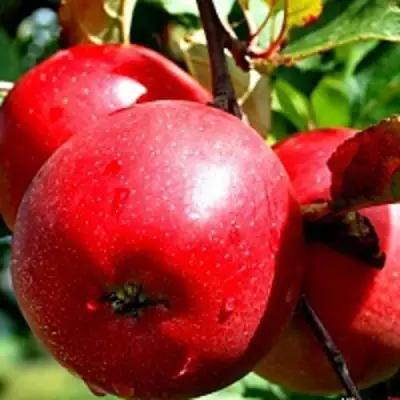 Яблоня РЕДФРИ в Солигорске
