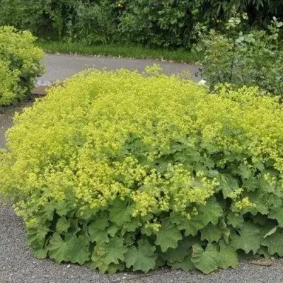 Манжетка ТРИЛЛЕР мягкая в Солигорске