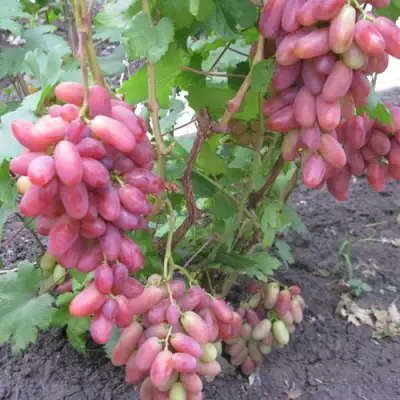 Виноград ЮЛИАН в Солигорске