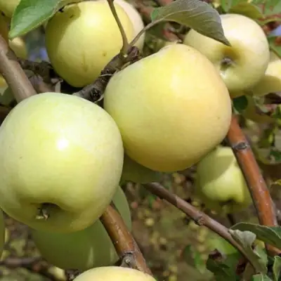 Яблоня АНТОНОВКА ОБЫКНОВЕННАЯ в Солигорске