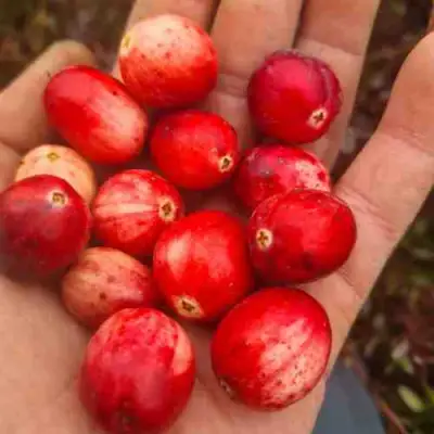 Клюква СТАНКОВИЧ в Солигорске