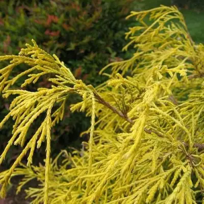 Кипарисовик ВАВЕЛ горохоплодный в Солигорске