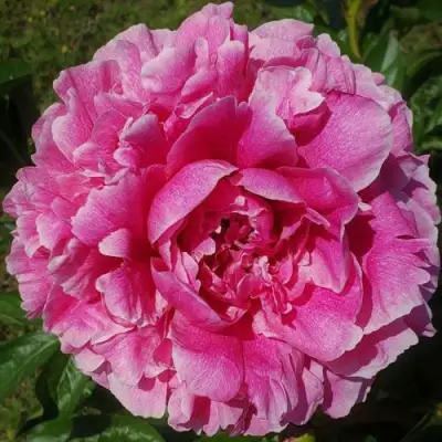 Пион ЗЕ ФОН травянистый в Солигорске