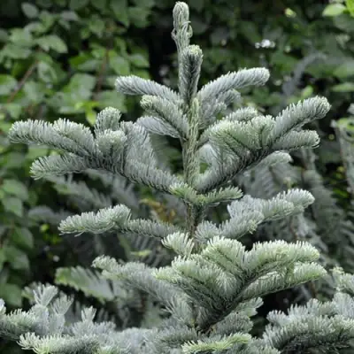 Пихта благородная в Солигорске