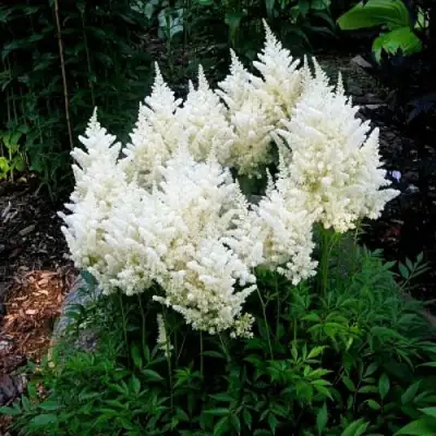 Астильба ДОЙЧЛАНД японская в Солигорске