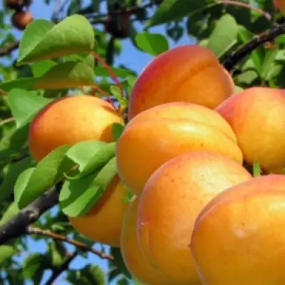 Абрикос ЭДЕЛЬВЕЙС в Солигорске