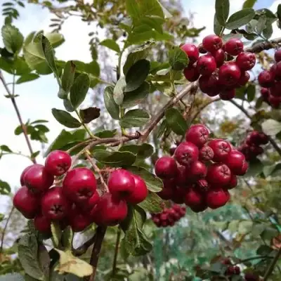 Рябина ГРАНАТНАЯ сладкоплодная в Солигорске