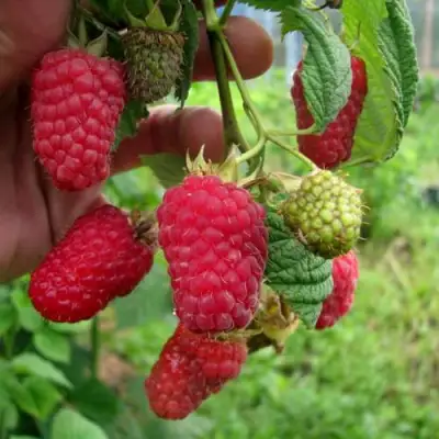 Малина ЛЯЧКА (ЛАШКА, ЛЯШКА) в Солигорске