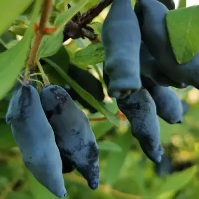 Жимолость съедобная СИЛЬГИНКА в Солигорске