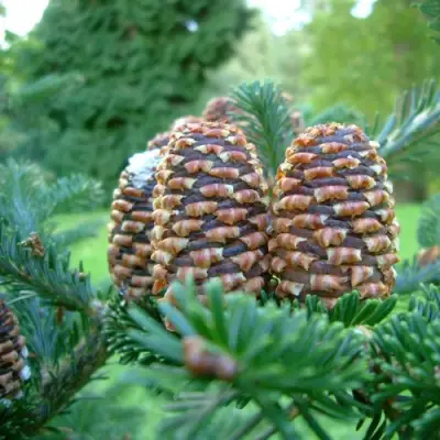 Пихта ФРАЗЕРА в Солигорске