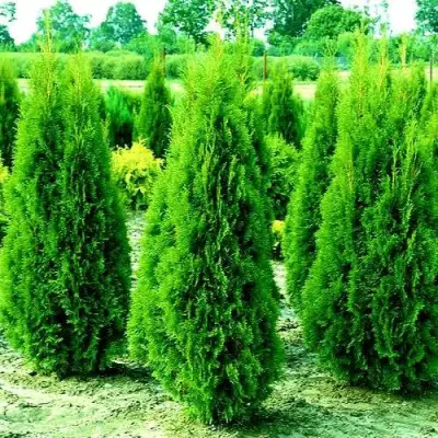 Туя ВИДМАНТ западная в Солигорске