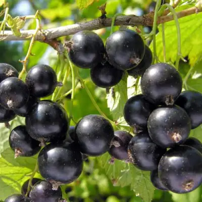 Смородина черная ГАМАЮН в Солигорске